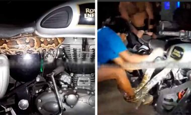 Vídeo mostra cobra píton enorme se abrigando em motocicleta da Royal Enfield. Foto e vídeo: Reprodução Facebook @ramesh.bhovi.75