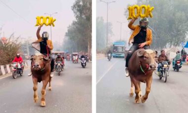 Vídeo: Influenciador monta em bufalo nas ruas para comemorar 100 mil assinantes. Foto e vídeo: Instagram @bull_rider_077