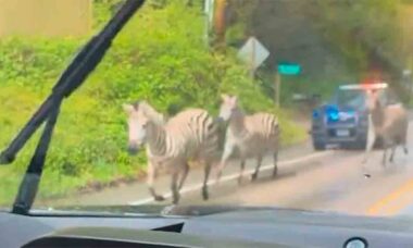 Video: Police Chase Zebras After Escape in Washington. Photo and video: Twitter @rawsalerts