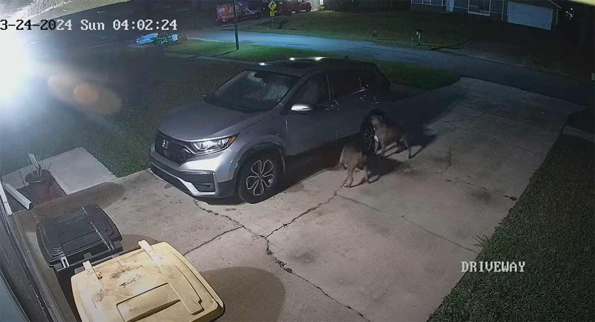 Bei einer Katzenjagd verursachen Hunde 3.000 US-Dollar Schaden an einem Auto. Foto: Wiedergabe Youtube