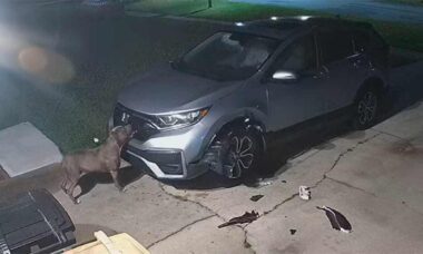 Durante perseguição a gato, cães provocam US$ 3 mil de prejuízo em carro. Foto: Reprodução Youtube