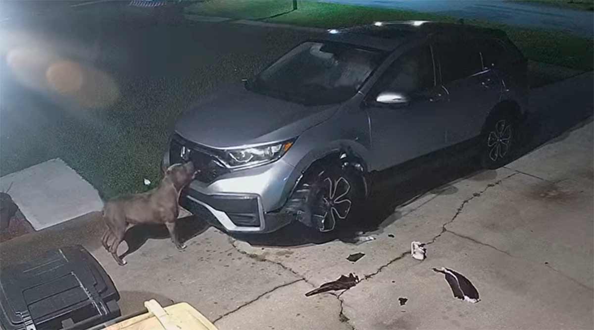 猫の追跡中に犬が車に3000ドルの損害を与える。写真：YouTube再現