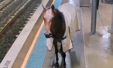 Video: Escaped Horse Wanders Onto Train Station Platform in Sydney. Reproduction Twitter @ChrisMinnsMP