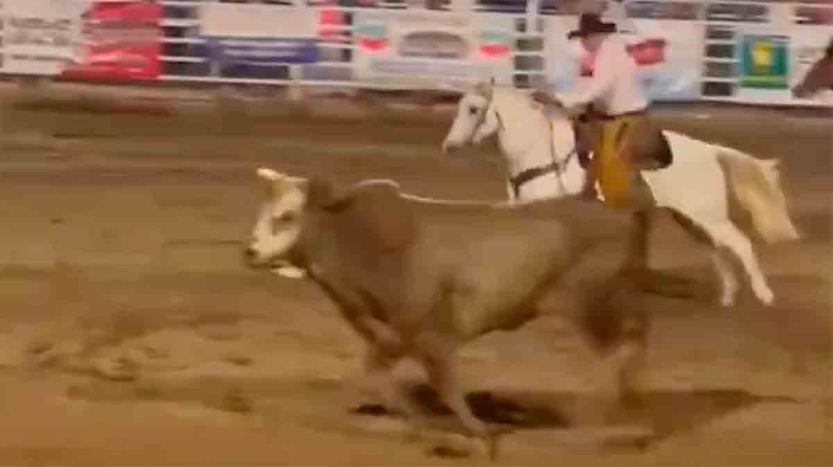 ビデオ：オレゴンのロデオで牛が柵を飛び越えて観衆に向かって突進し、人々を轢きました。写真とビデオ：Reprodução Twitter @CollinRugg
