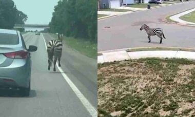 Zebra escapa e causa confusão em rodovia e ruas de cidade dos Estados Unidos