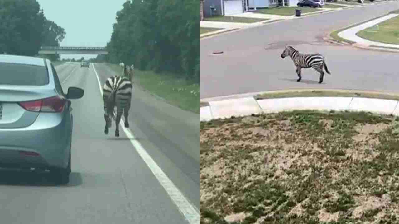 Sebra rømmer og forårsaker kaos på motorvei og gater i amerikansk by