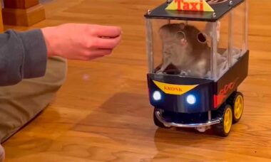 Kusko e Kronk. Instagram @emperorsofmischief