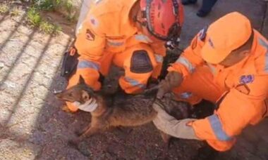 Motorista atropela raposa no Brasil e encontra animal preso em para-choque quilômetros depois