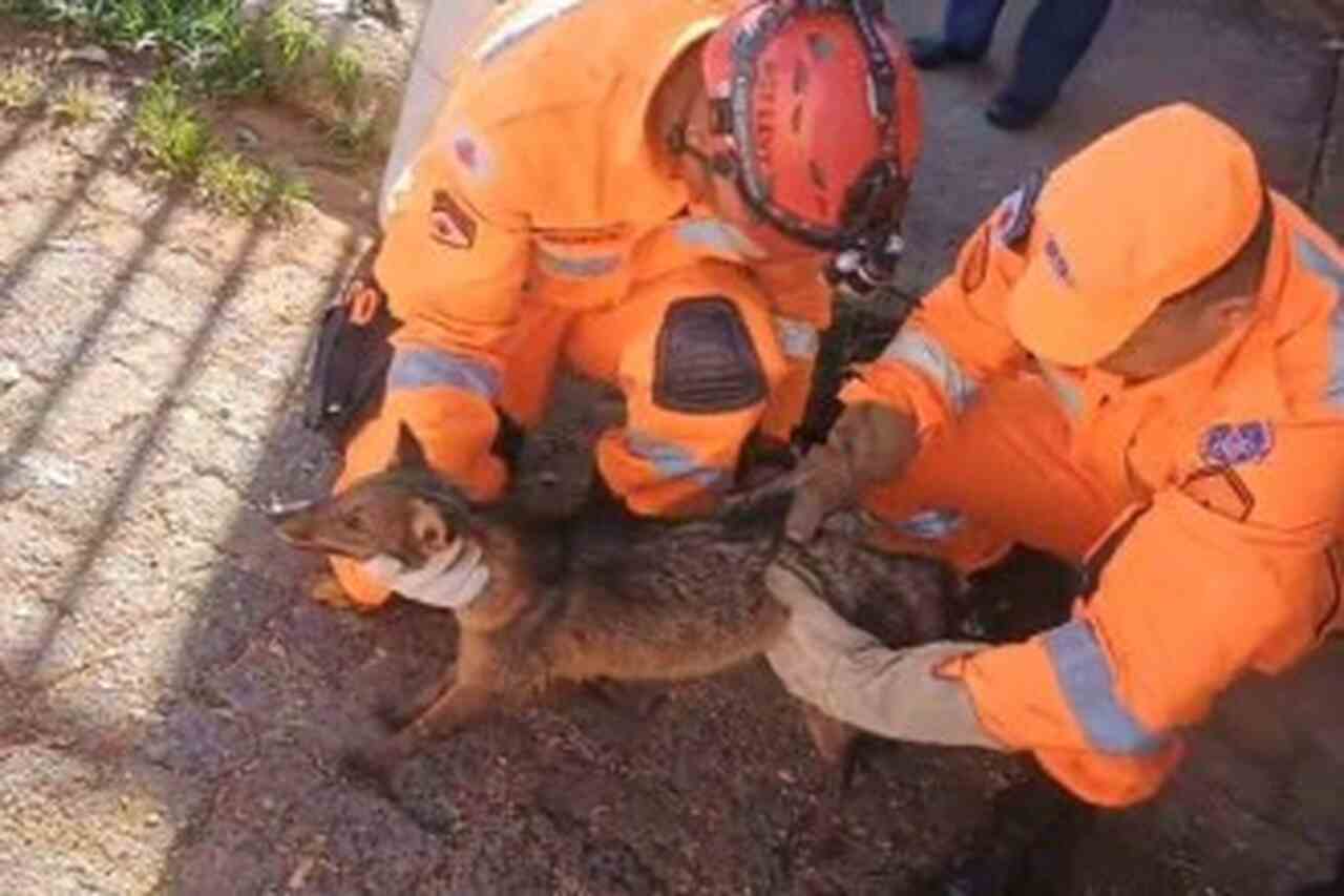 Motorista atropela raposa no Brasil e encontra animal preso em para-choque quilômetros depois
