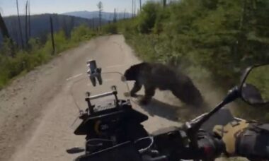 Vídeo: Motociclista atropela urso e sobrevive para contar a história