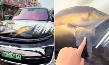 Vídeo: Homem transforma capô do carro em aquário na China