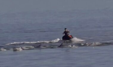 Piloto de jetski é investigado após atravessar grupo de golfinhos no mar