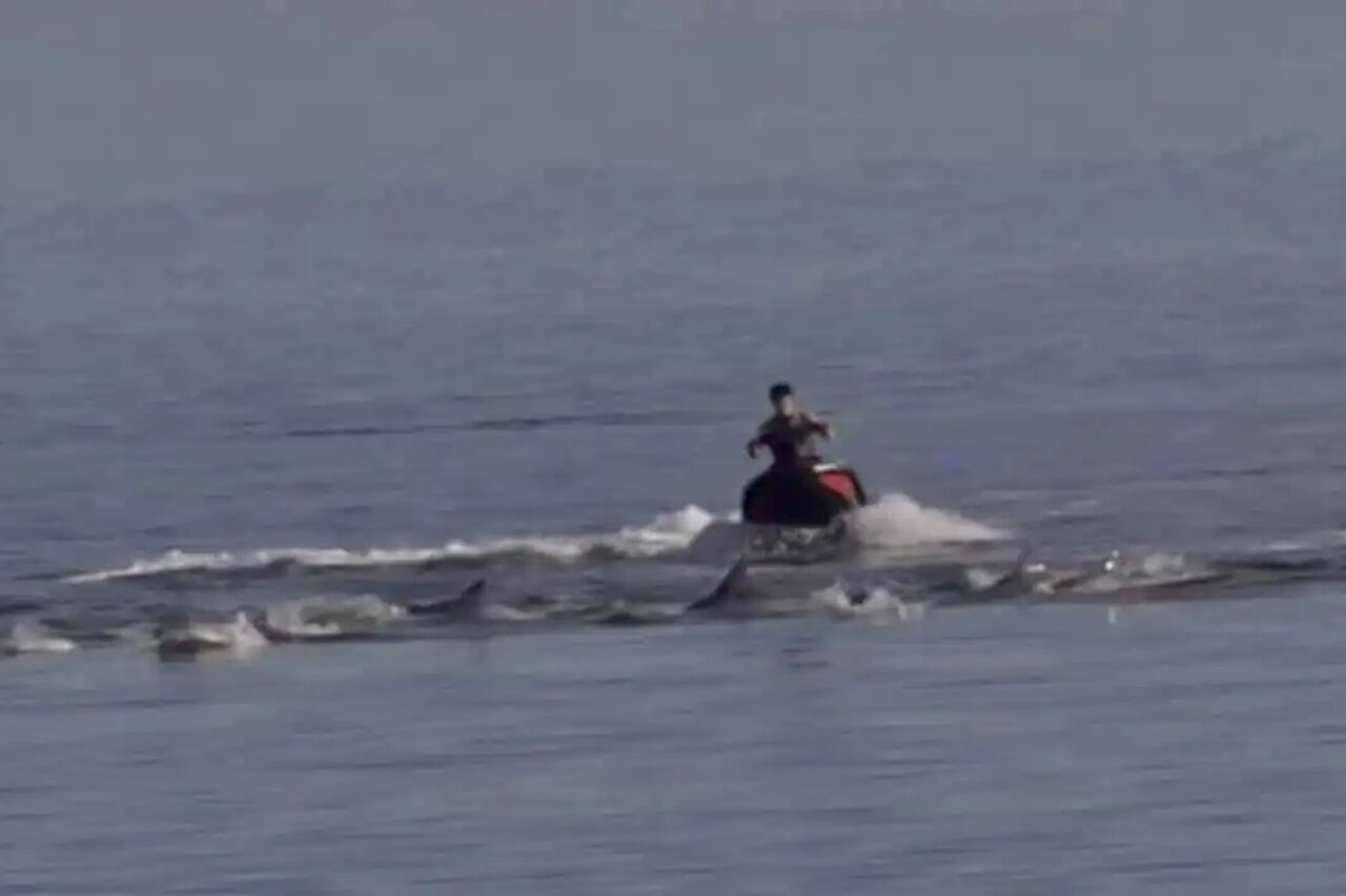 Piloto de jetski é investigado após atravessar grupo de golfinhos no mar