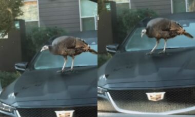 Peru é flagrado arranhando o capô de um Cadillac e levanta debates sobre cobertura do seguro