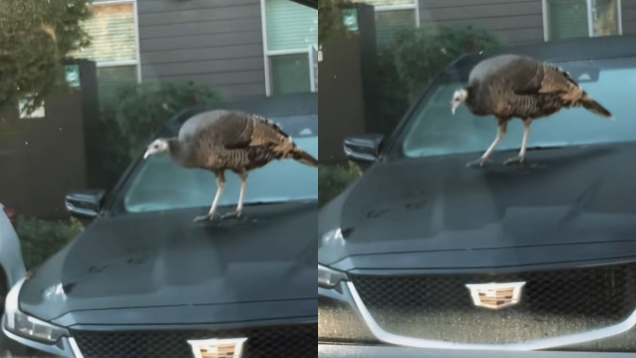 Peru é flagrado arranhando o capô de um Cadillac e levanta debates sobre cobertura do seguro