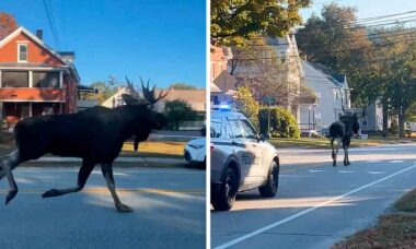 VÍDEO impressionante mostra alce gigante escapando de patrulha nos EUA. Tiktok @royal_noon