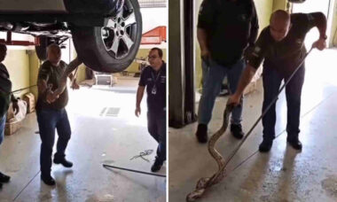 Vídeo: Mecânicos se deparam com jiboia escondida dentro de caminhonete em oficina no Brasil