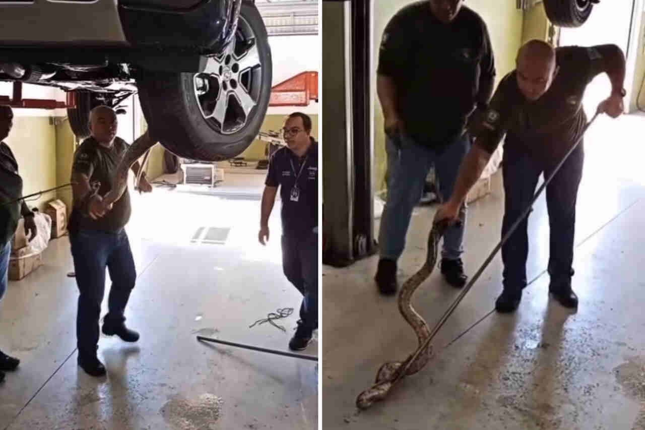 Video: Mekanikere støder på en boa skjult inde i en varevogn på et værksted i Brasilien
