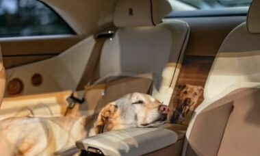 Cachorro mimado ganha Rolls-Royce elétrico personalizado