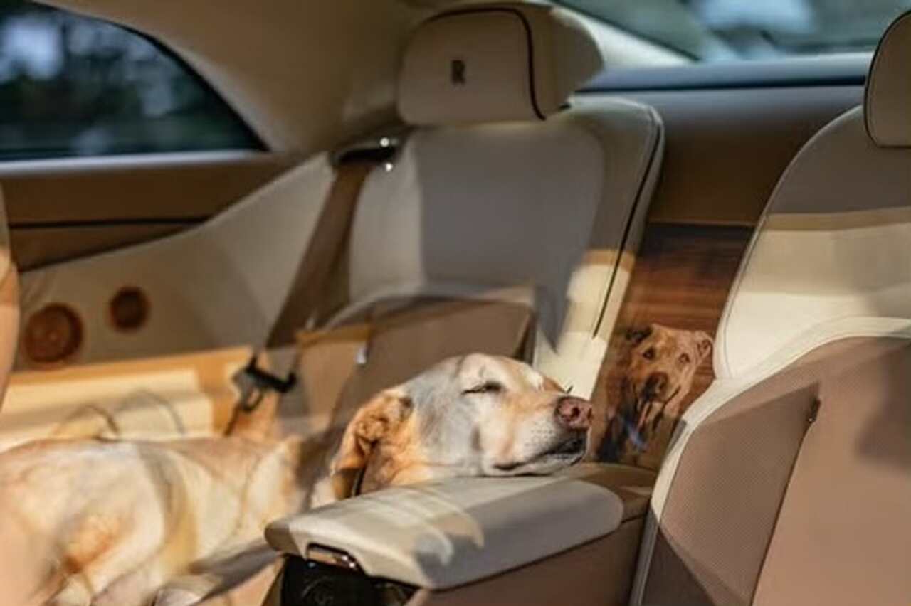 Chien gâté reçoit une Rolls-Royce électrique personnalisée