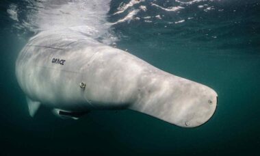 Alemanha apresenta Greyshark, família de drones subaquáticos de longa duração
