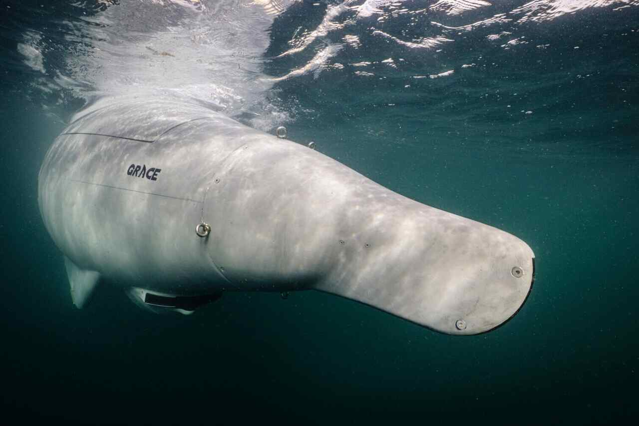 Alemanha apresenta Greyshark, família de drones subaquáticos de longa duração