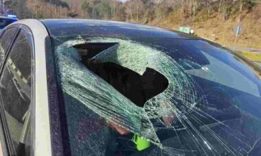 Para-brisa fica destruído após águia soltar gato em cima de carro: "Coisa mais doida que já vi"