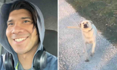 Vídeo: Caminhoneiro encanta internautas ao mostrar companheiros caninos que encontra pelo caminho