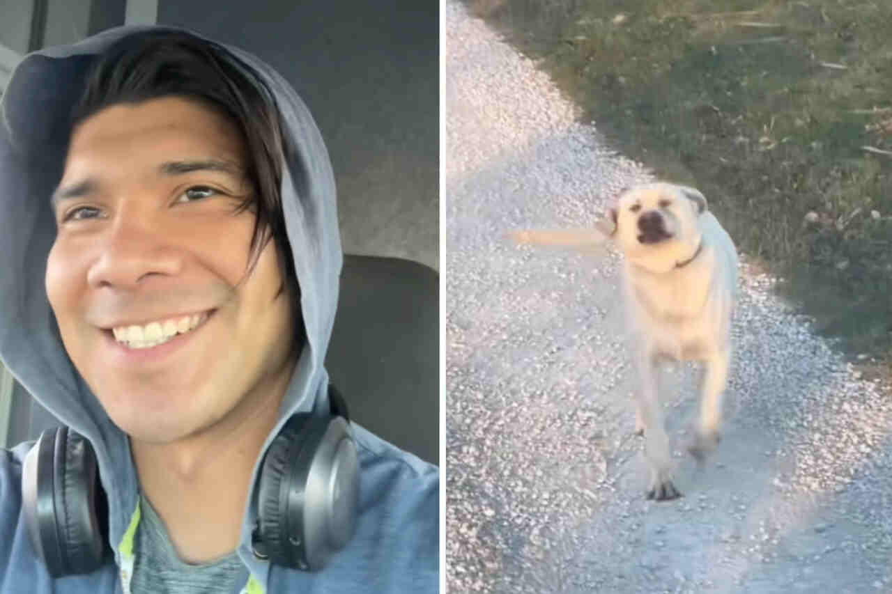 Video: Lkw-Fahrer verzaubert das Internet, indem er seine Hundekumpels zeigt, die er unterwegs trifft