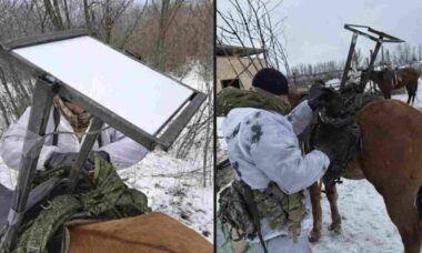Russos estão colocando terminais Starlink em cavalos para obter sinal de internet móvel
