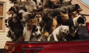 Propaganda da Toyota é cancelada por mostrar cachorros amontoados na caçamba da Hilux