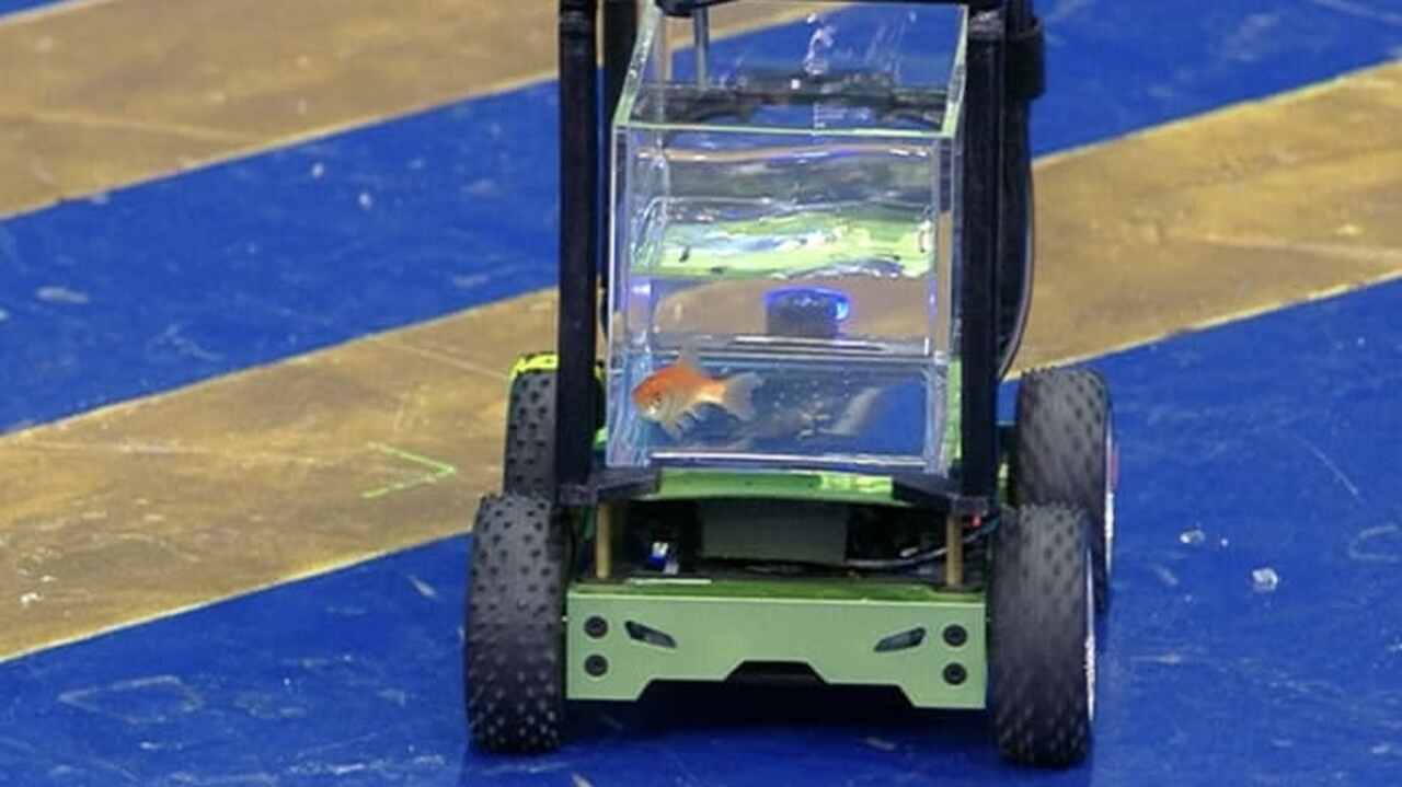 Peixe quebra recorde do Guinness após “dirigir” carrinho por 12 metros