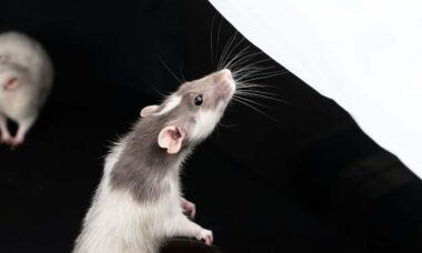 Prejuízo de US$ 15 mil: rata grávida danifica carro nos Estados Unidos
