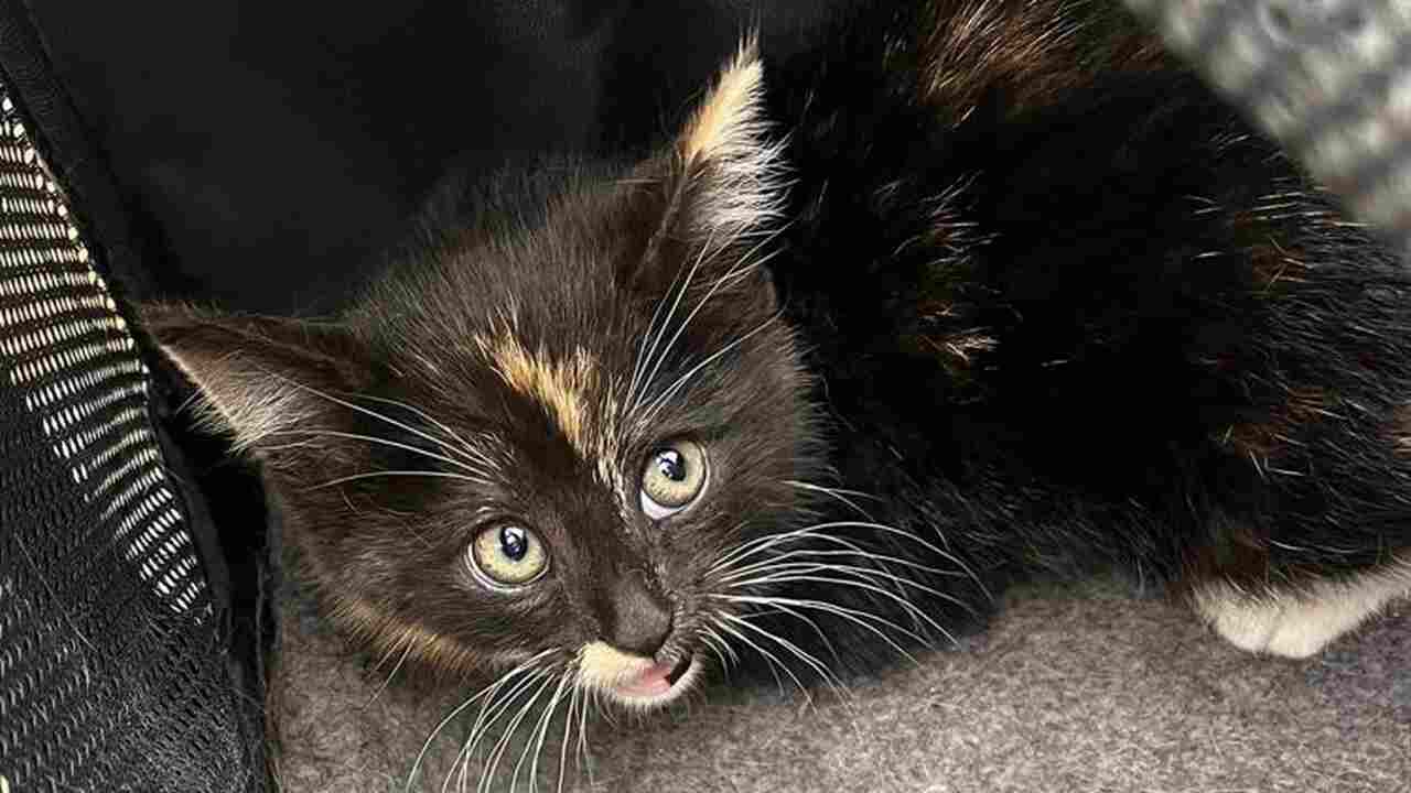 Gatinho sobrevive após viajar mais de 160 km preso em grade de carro