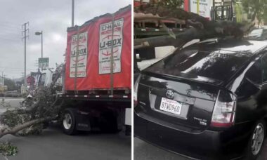 Caminhão arrasta árvore e destrói dezenas de carros em Los Angeles