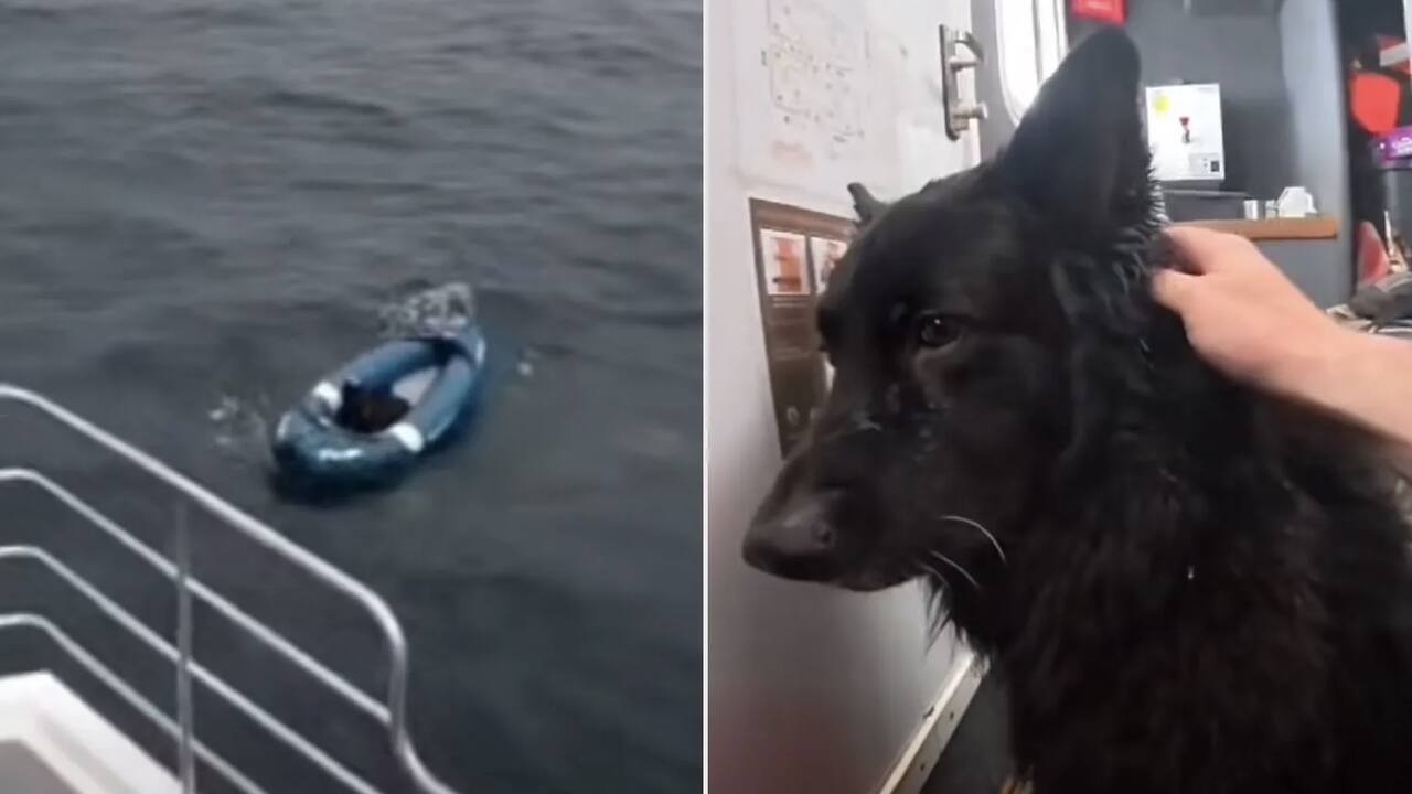 Cachorro é resgatado após passar duas horas à deriva em caiaque inflável no mar