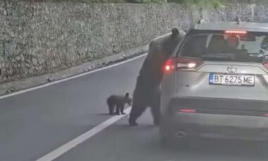 Vídeo mostra momento em que ursa invade carro e ataca motorista na Romênia