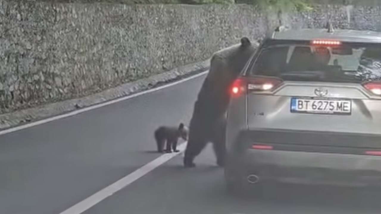 Vídeo mostra momento em que ursa invade carro e ataca motorista na Romênia