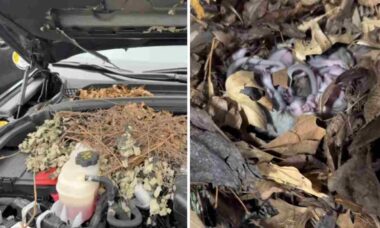 Vídeo: Carro para de funcionar e surpreende dono com ninho de roedores no capô