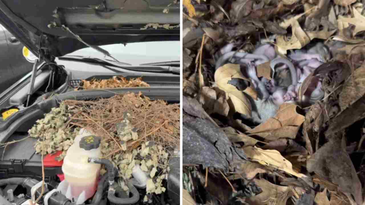 Video: Car Stops Working and Surprises Owner with a Rodent Nest Under the Hood