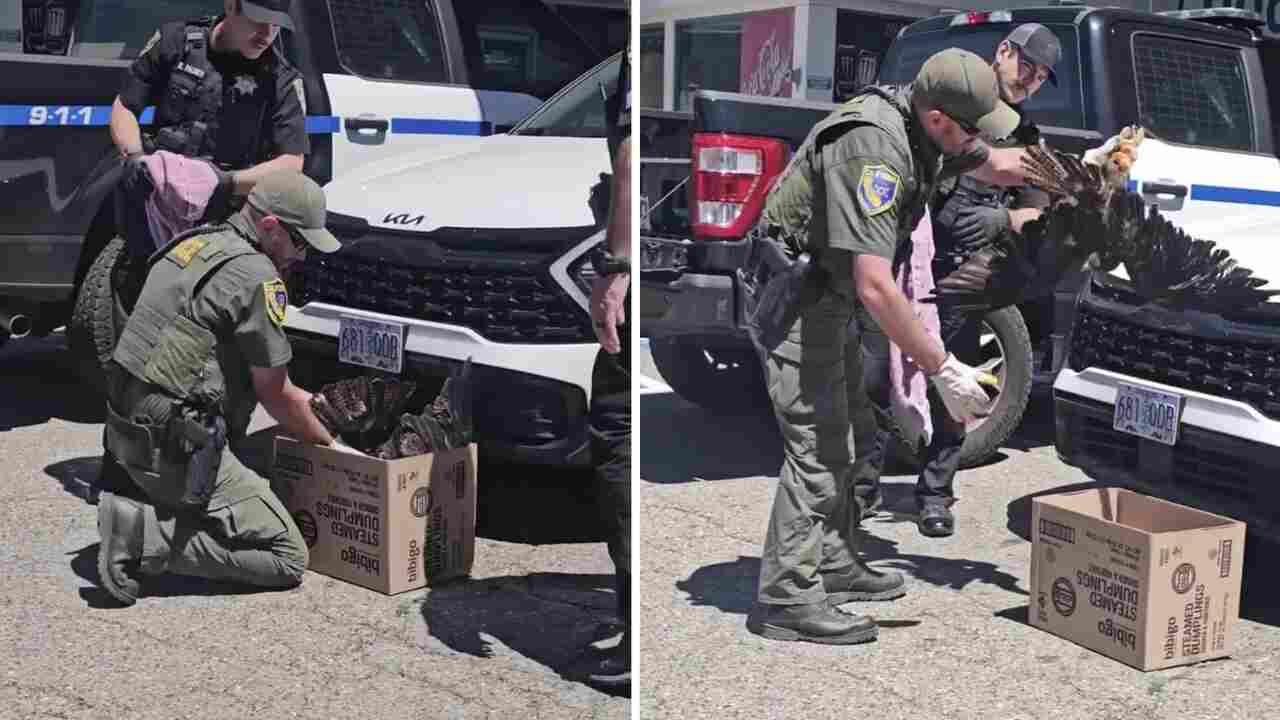 Falcão sobrevive após ficar preso na grade de carro por mais de 320 km